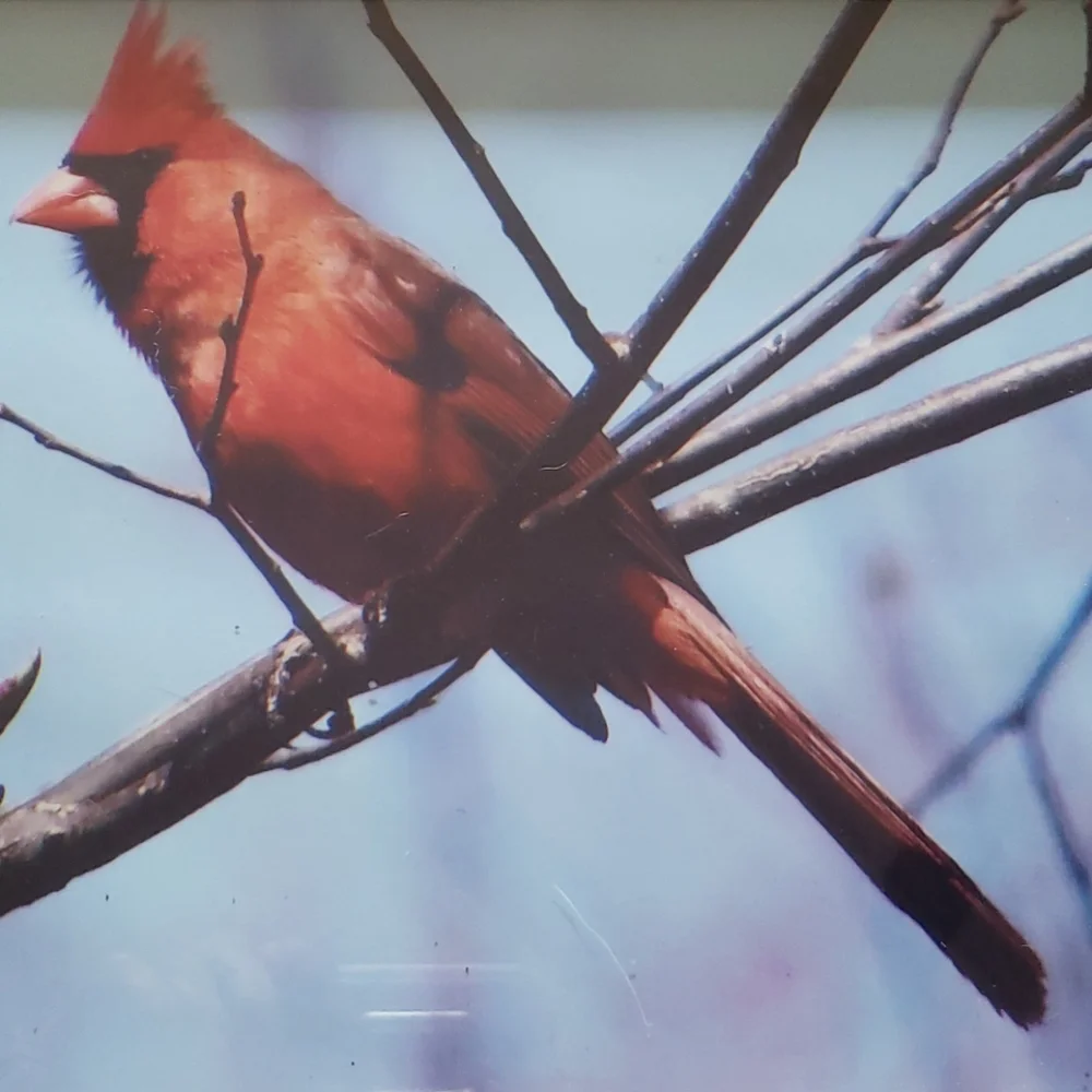 Greyfox Visionary Arts red cardinal